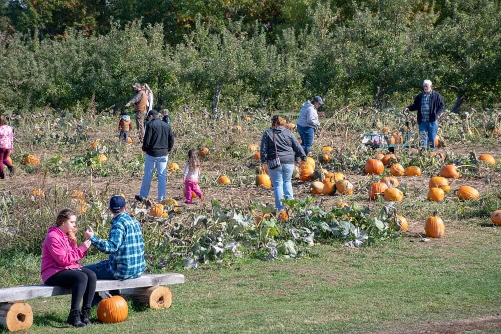 People enjoying a pumpkin patch, with some selecting pumpkins and others seated on a bench.