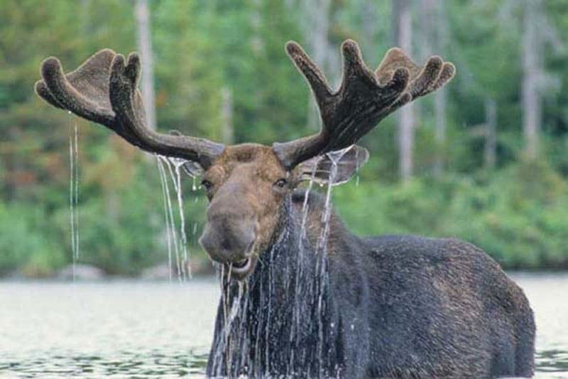 A moose wades through water, water dripping from its mouth and antlers.