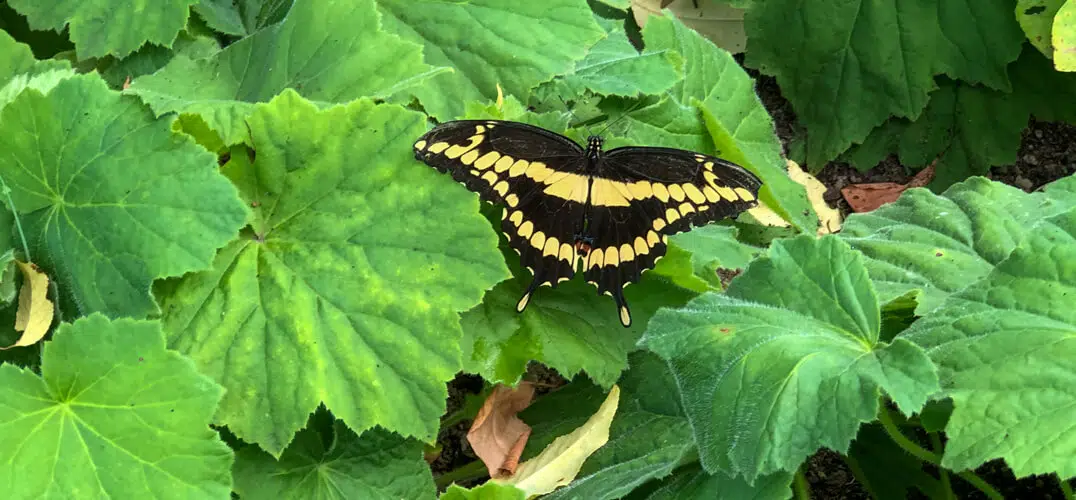 A black and yellow butterfly rests on vibrant green leaves.