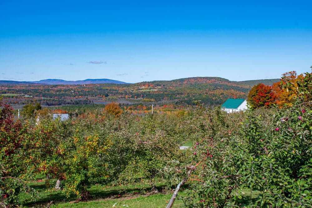 A vibrant apple orchard with colorful autumn foliage and a distant white farmhouse under a clear blue sky.