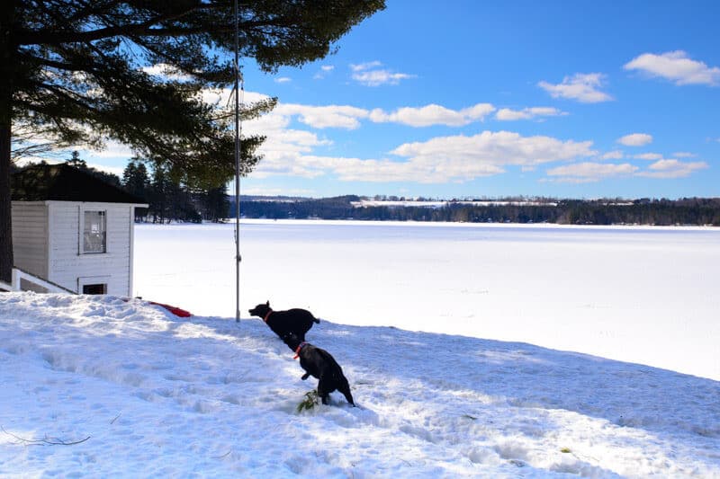 Two dogs play in the snow near a house by a frozen lake under a blue sky.