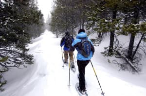 Two people snowshoeing along a snowy forest trail.