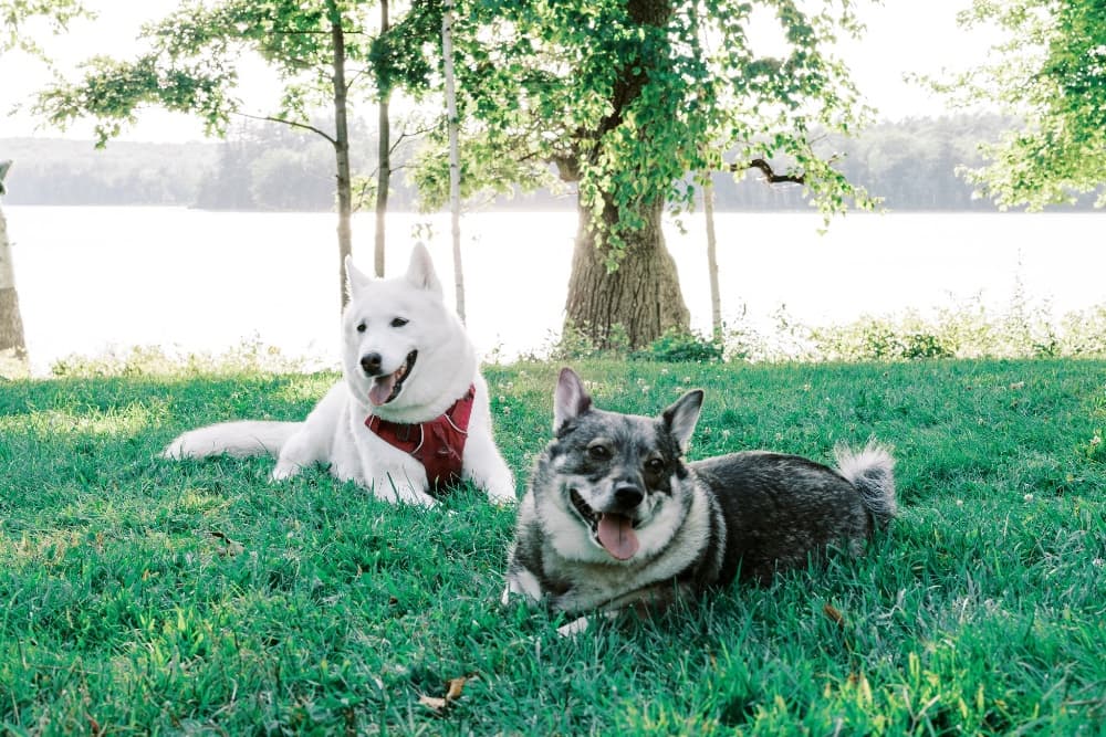 Two dogs, a white Samoyed and a gray Corgi, relax on green grass beside a lake.