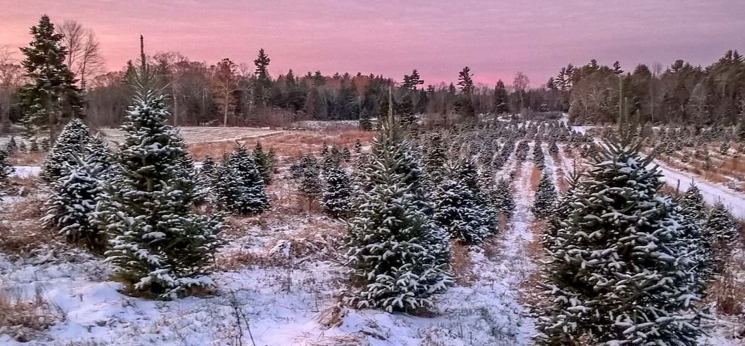 A snowy landscape of evergreen trees under a pastel sky at dawn. A snowy landscape of evergreen trees under a pastel sky at dawn.