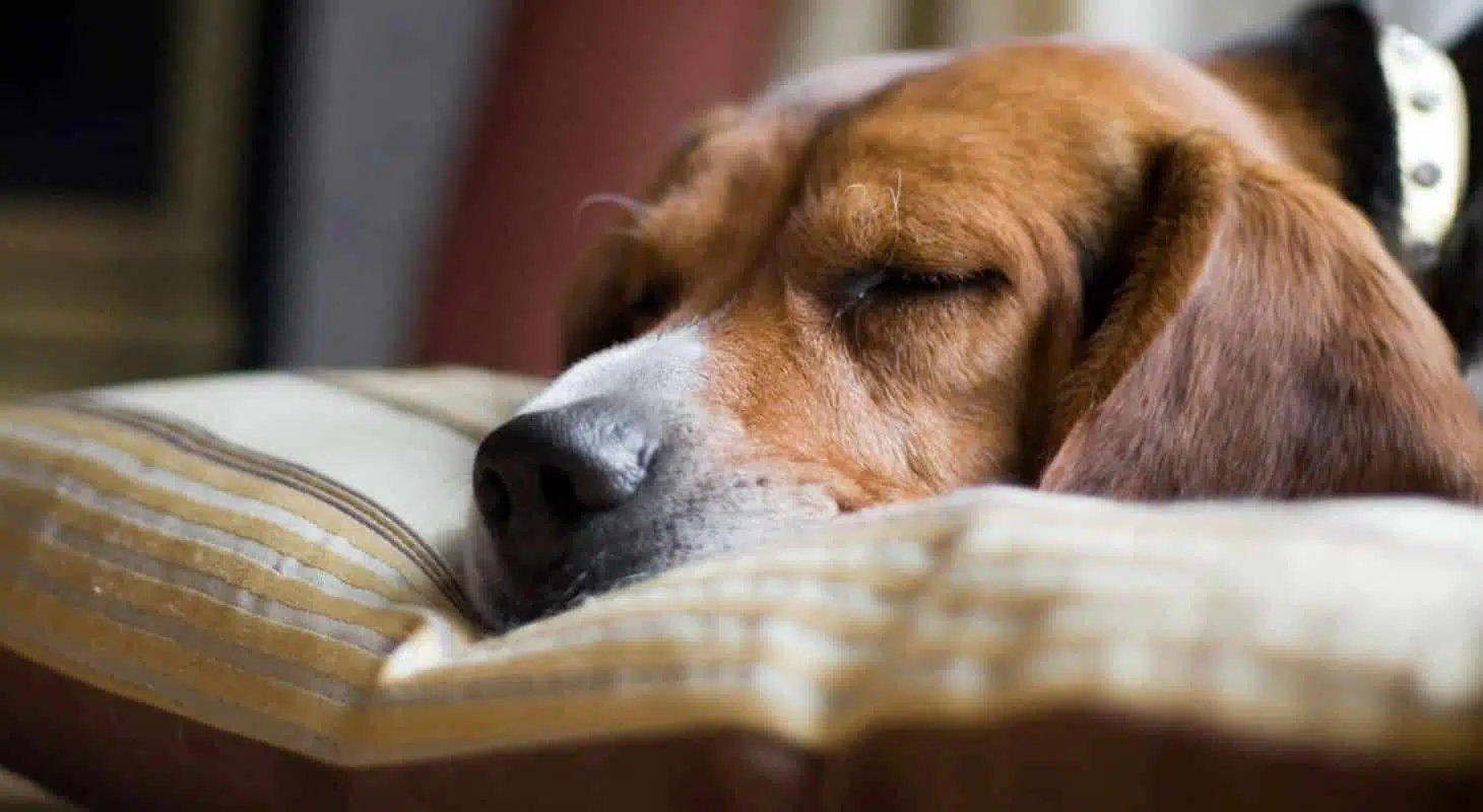 A sleeping beagle rests its head on a plush pillow.