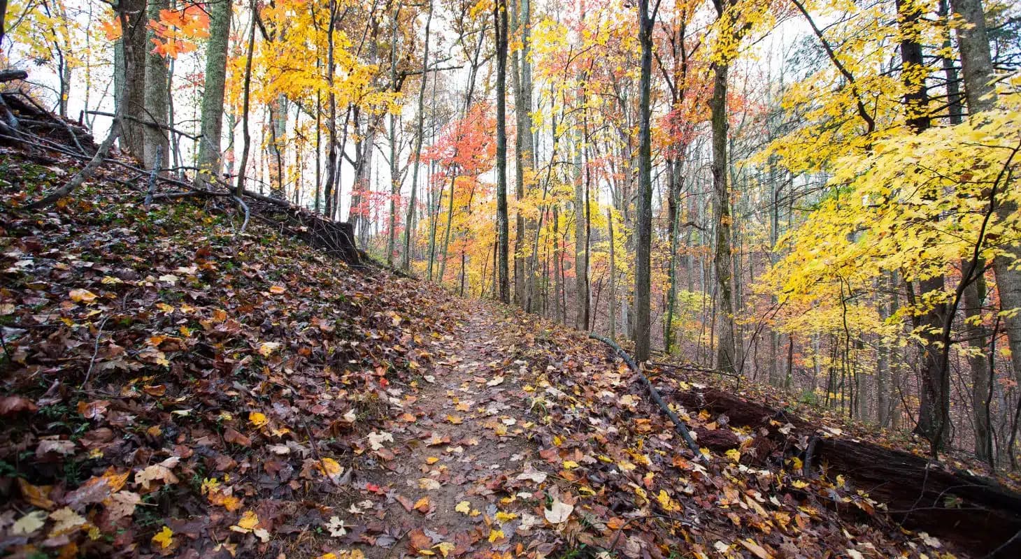 A winding dirt path covered in colorful autumn leaves amid tall trees.