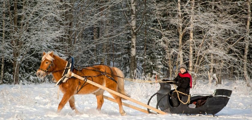 A horse pulls a sled through a snowy forest while a person in a red coat guides it.
