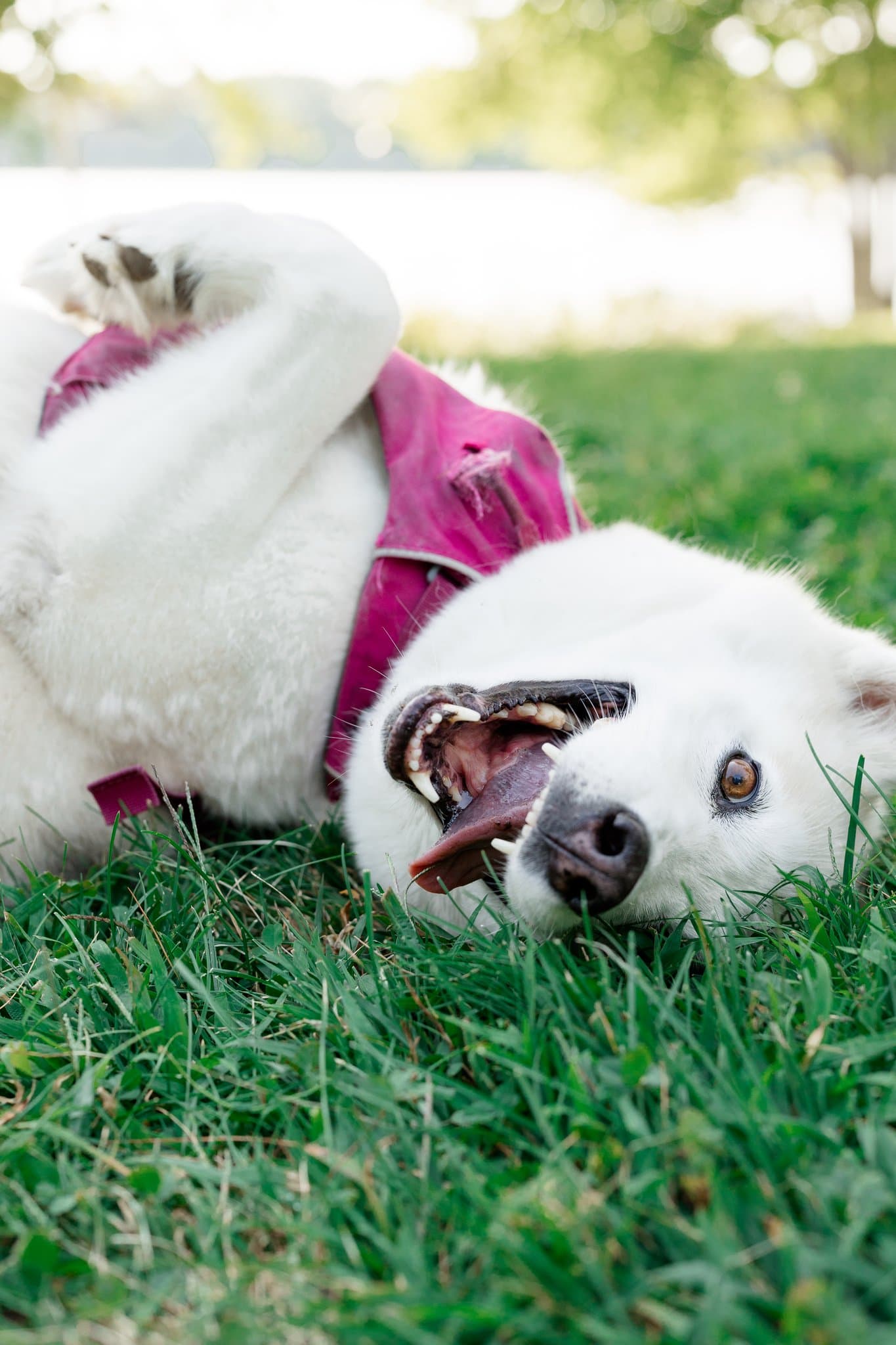 A playful white dog rolls on its back in green grass.