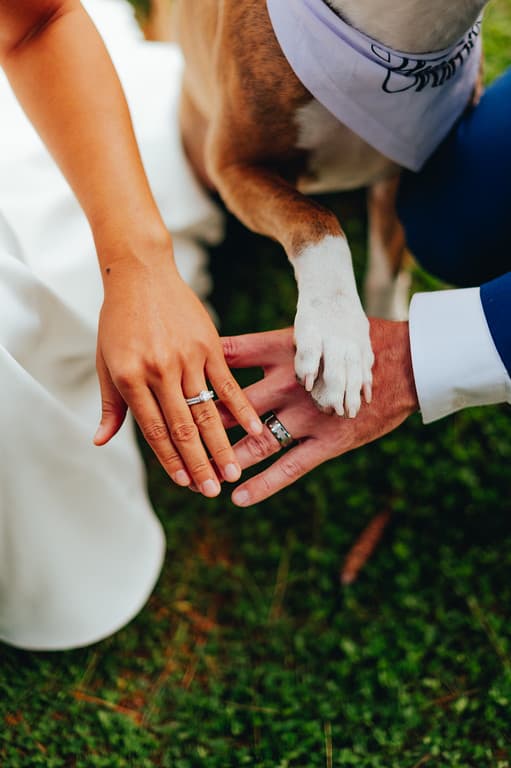 A close-up of two hands with wedding rings and a dog's paw resting on them.
