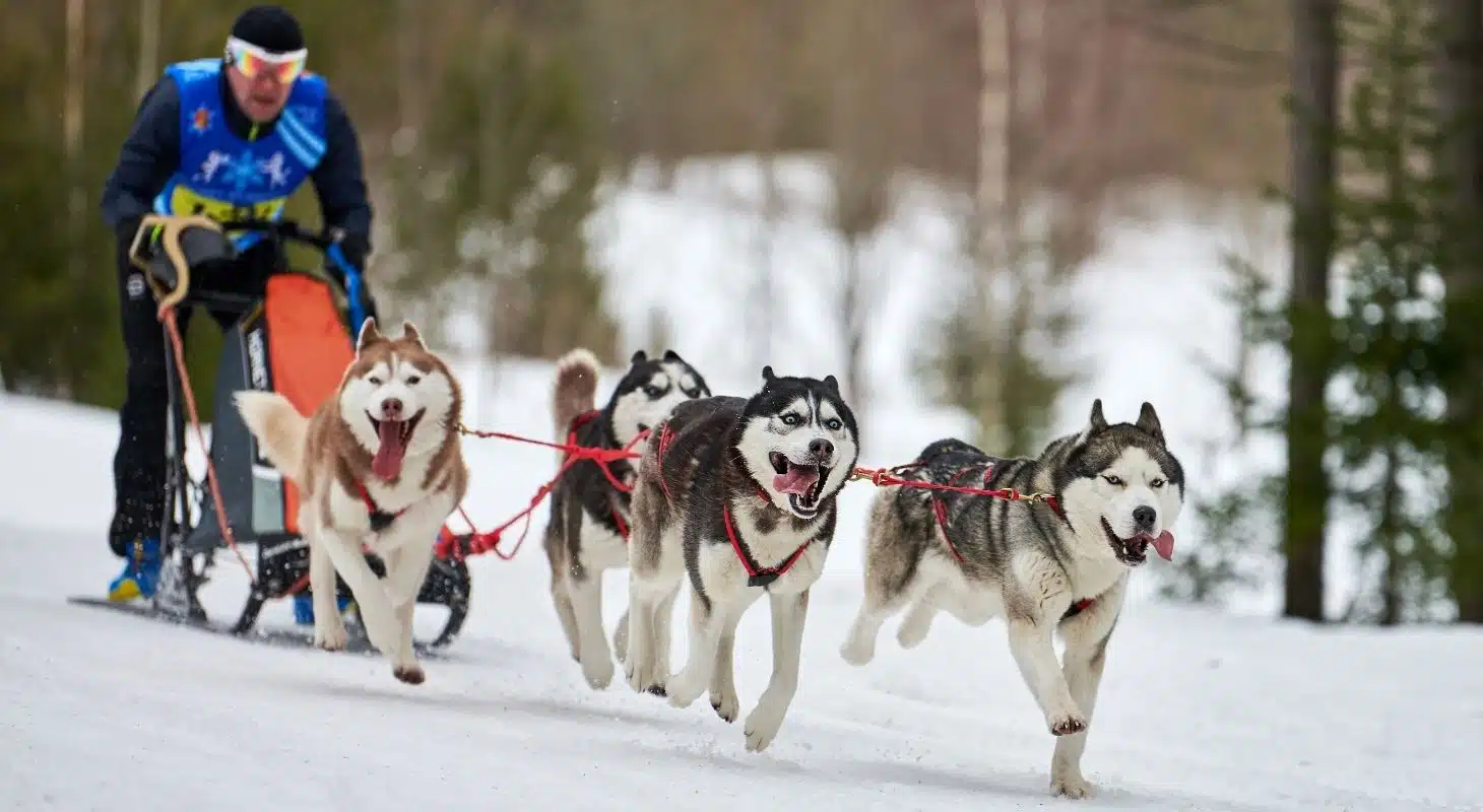A musher navigates a snowy trail while being pulled by a team of energetic huskies.