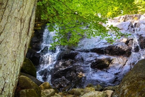 A serene waterfall cascading over dark rocks, surrounded by lush green foliage.