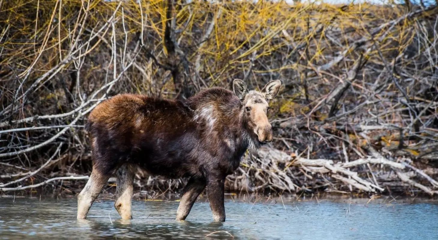 A moose stands in shallow water among scattered branches and trees. A moose stands in shallow water among scattered branches and trees.