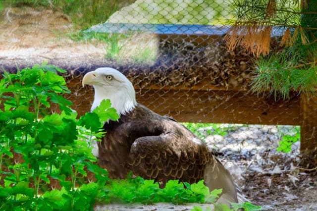 Bald Eagle At Maine Wildlife Park
