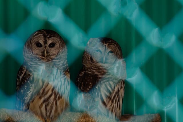 Barred Owls