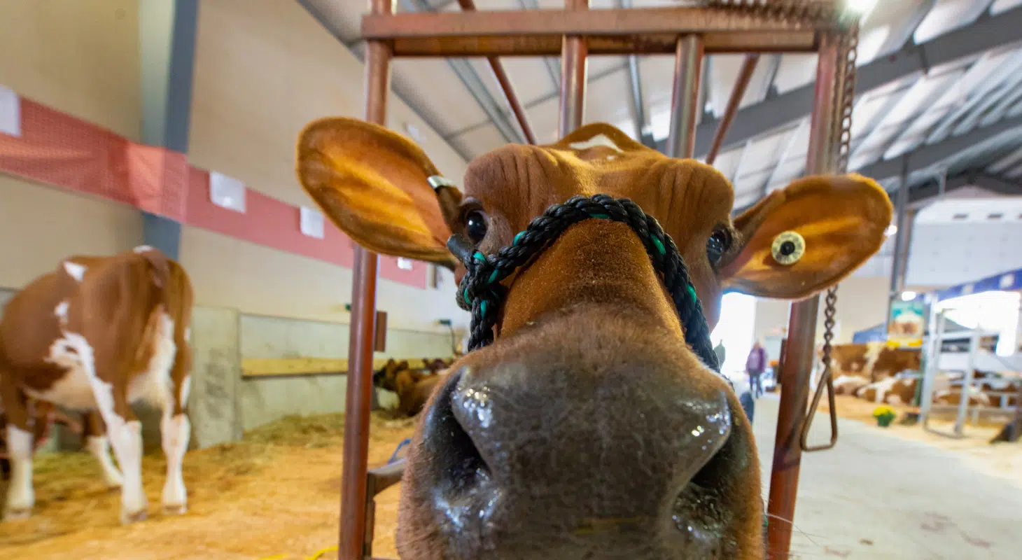 A cute cow is sticking out its head while in a barn at a fair