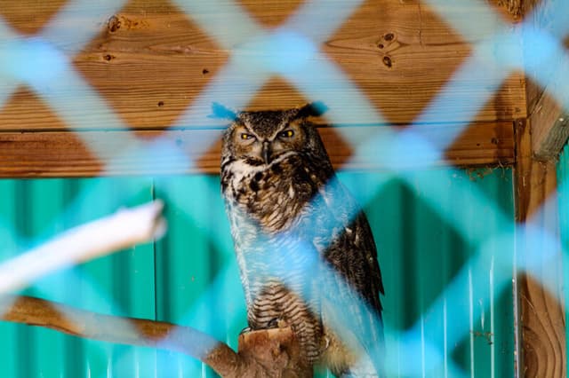 Great Horned Owl