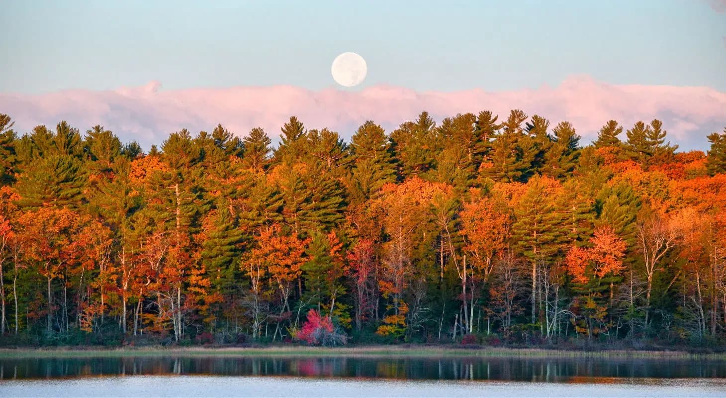 After sunset view of the white moon sitting in the sky over trees covered in fall foliage