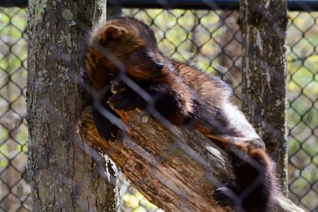 Fisher Cat At Maine Wildlife Park