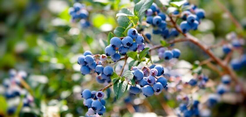 ripe blueberries on a wild blueberry bush