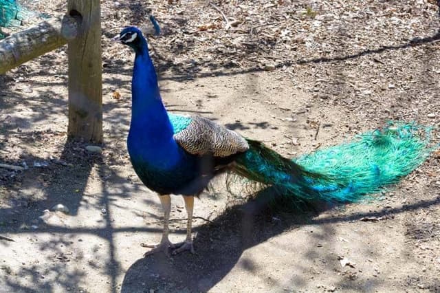 A Peacock
