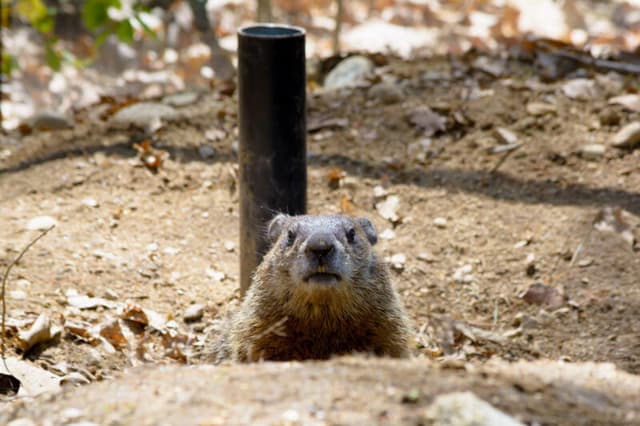 Woodchuck At Maine Wildlife Park