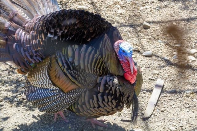 Tom Turkey At Maine Wildlife Park