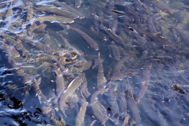 Dry Mills Trout Hatchery