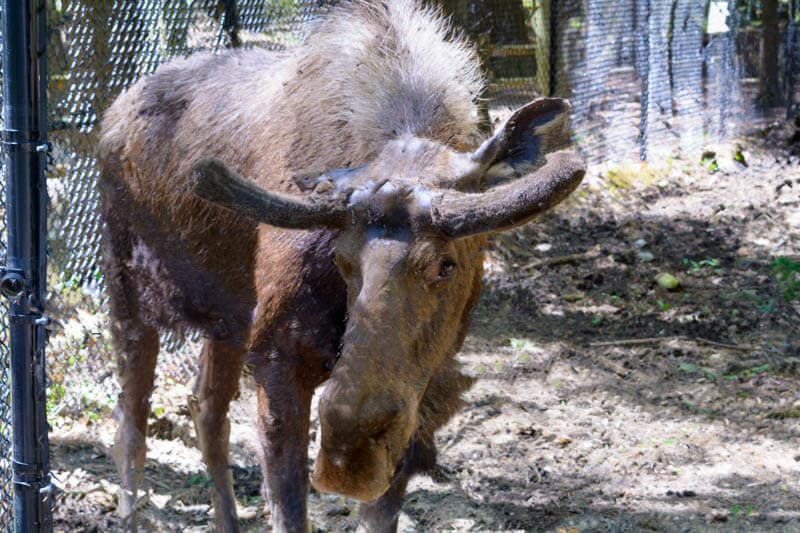 Bull Moose At Maine Wildlife Park