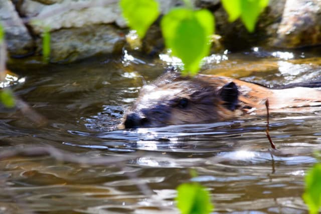 A Beaver