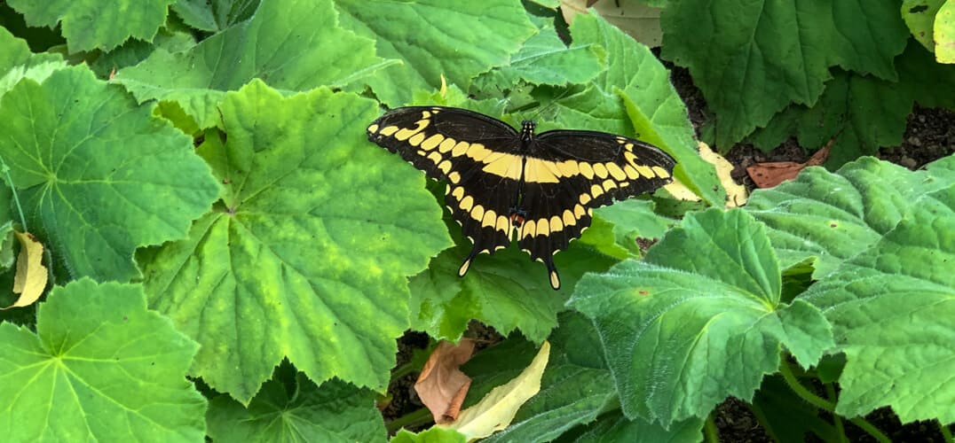 Black and yellow butterfly perched on a green leaf
