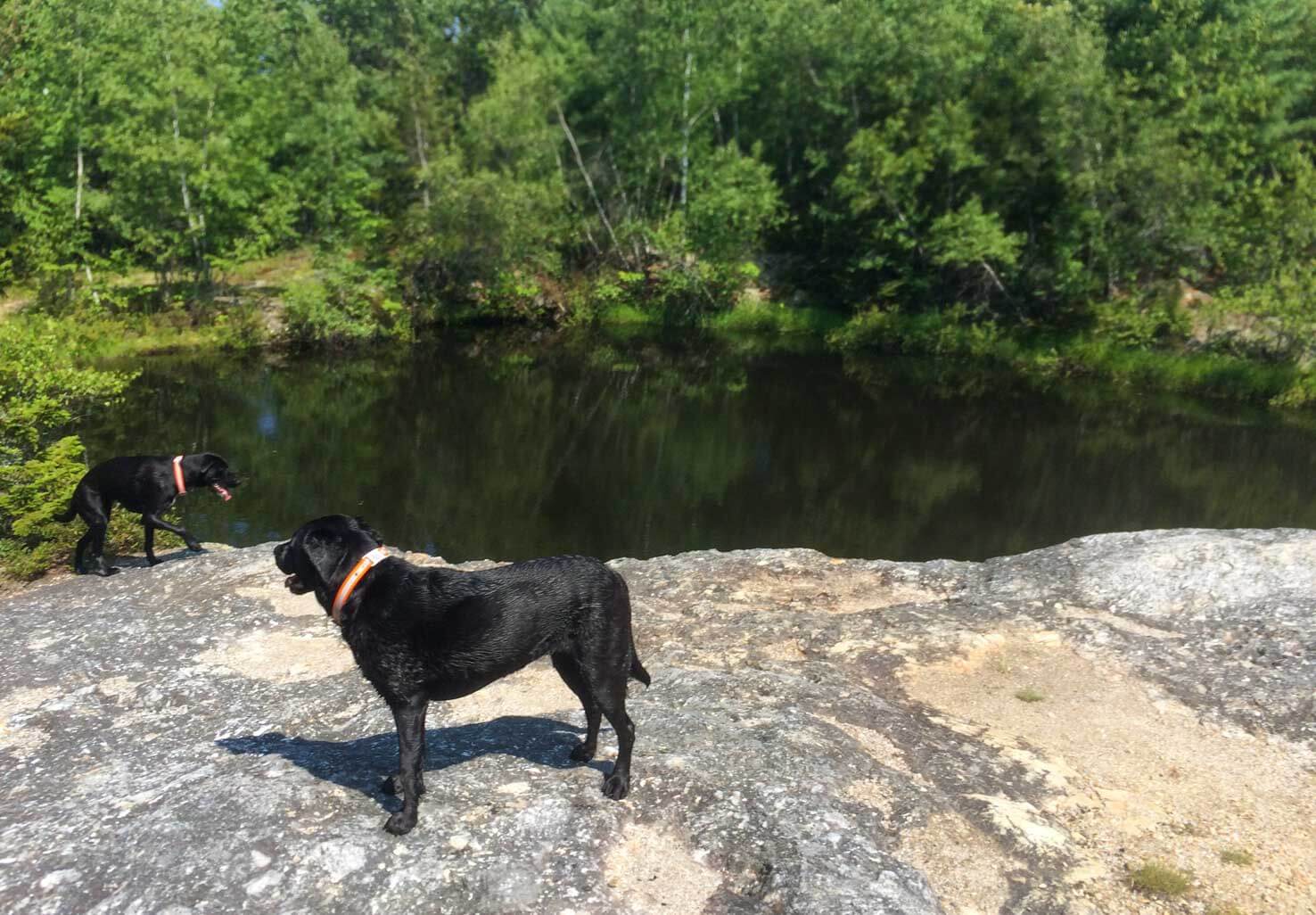 At Singepole Mountain two black dogs overlook the quarry pond.