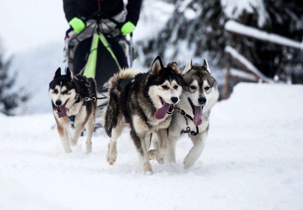 Energetic husky dogs pull dog sled