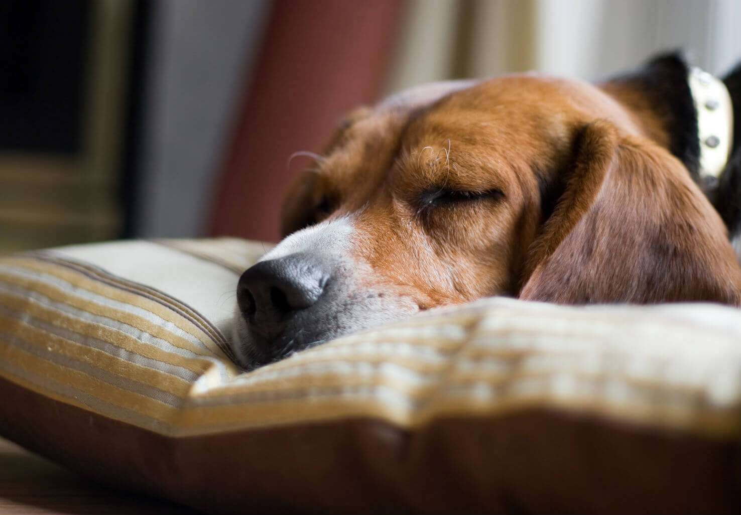 Tired beagle sleeping on pillow