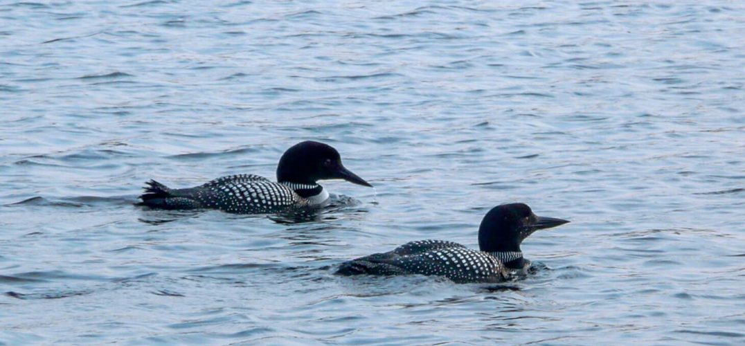 Two Loons On Tripp Lake