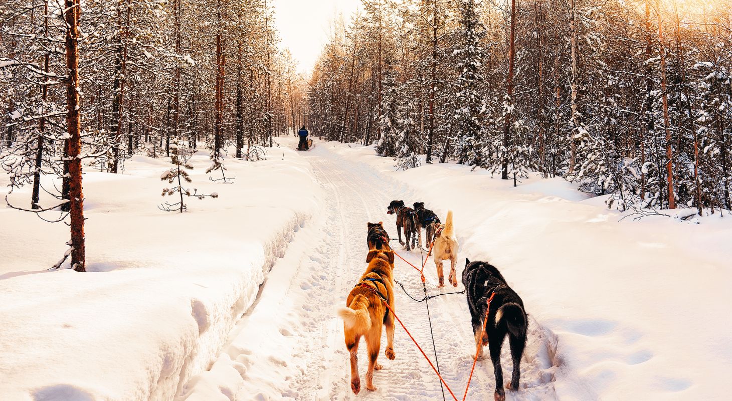 Pack of dog sleds pulling a sled on a snowy trail through the woods.