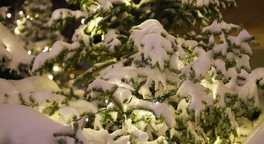 Snow-topped pine tree outside with white twinkling lights