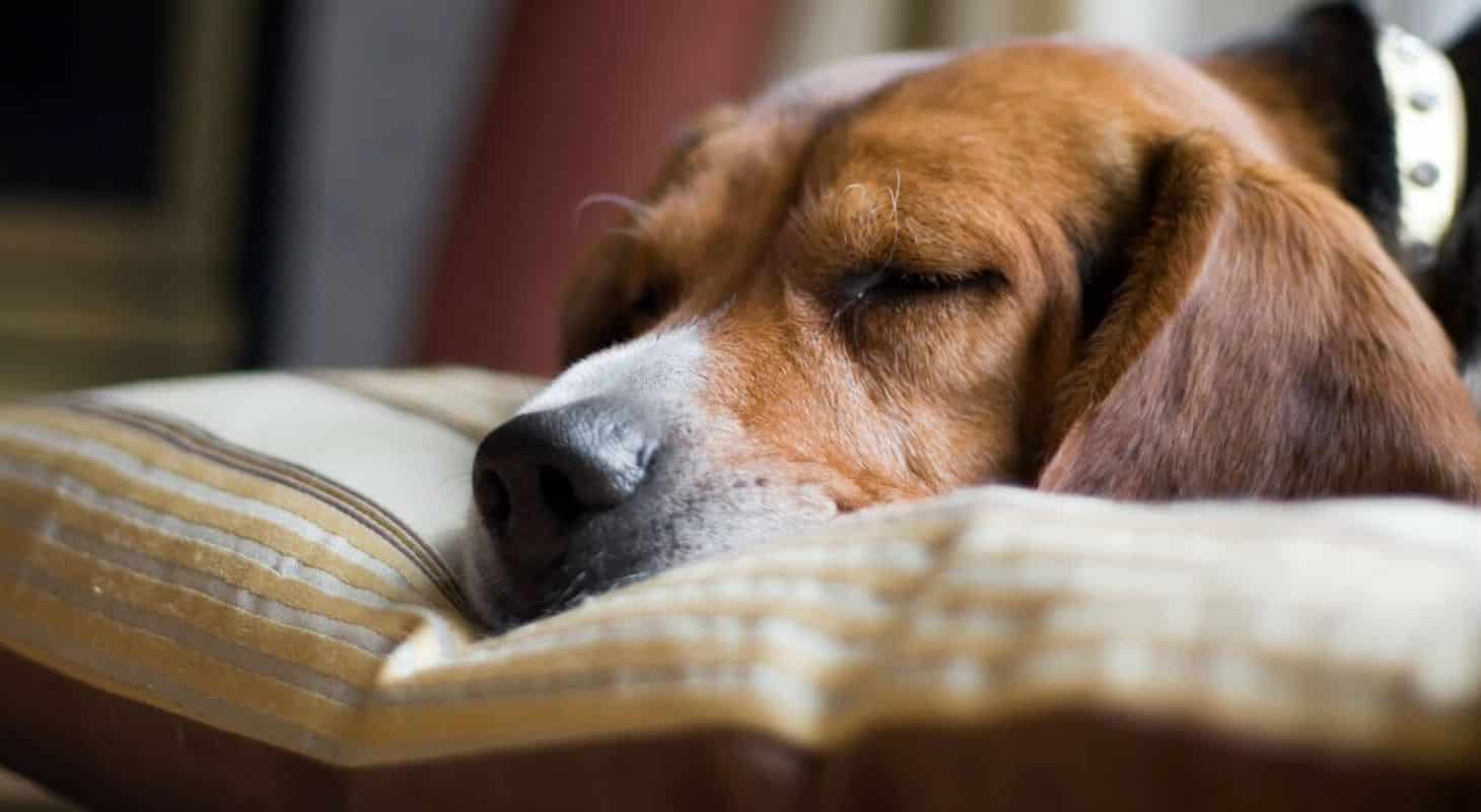 Hound dog sleeping on a comfy cushion