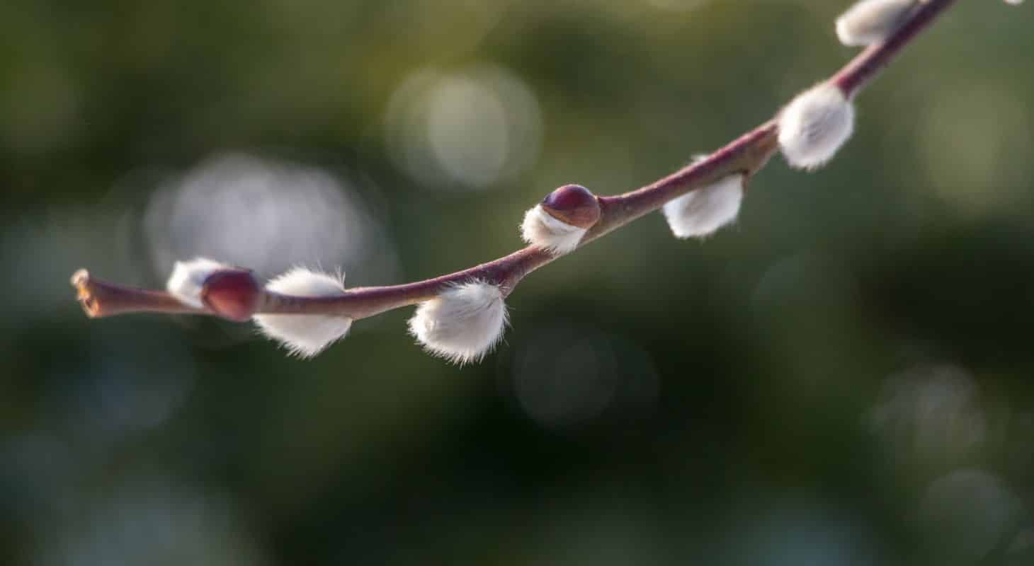 Soft fluffy blooms on a pussy willow tree