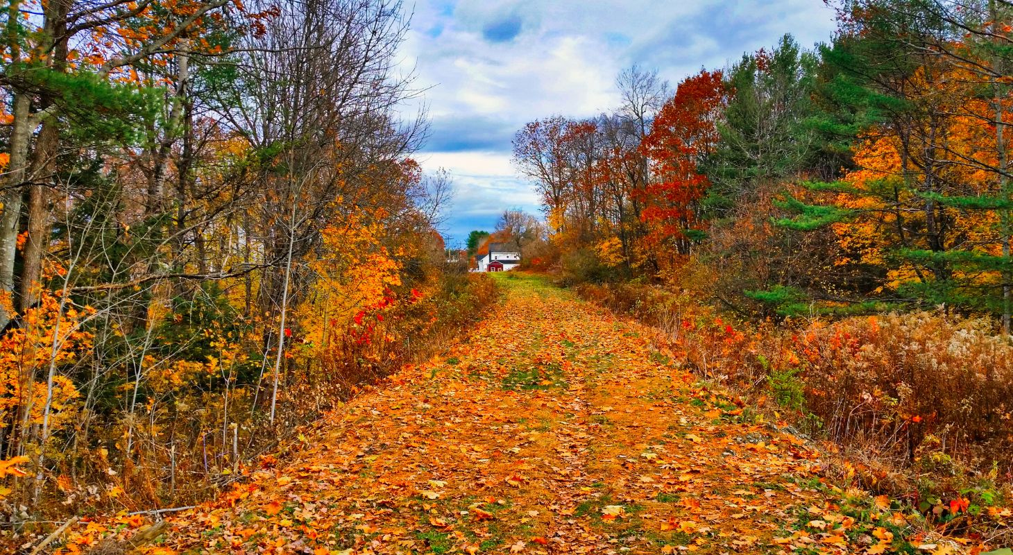 Wide path covered in orange fallen leaves surrounded by colorful trees with a view of farm house in the distance