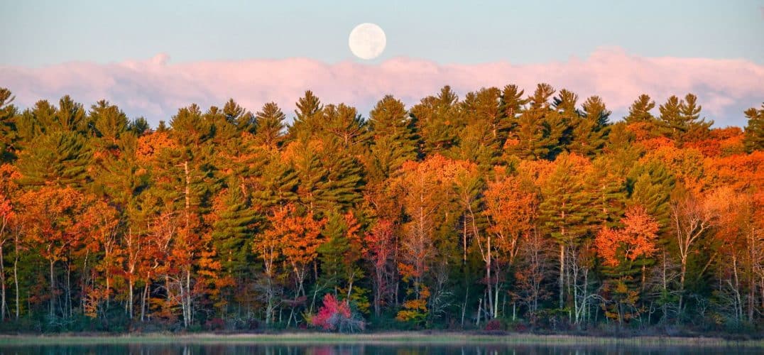 After sunset view of the white moon sitting in the sky over trees covered in fall foliage