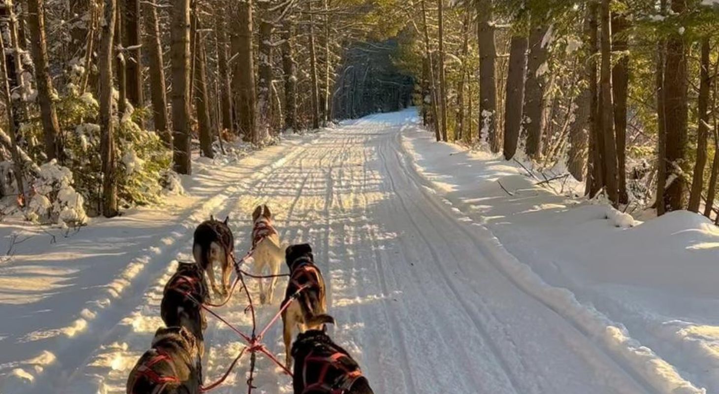 Team of dogs pulling a sled through the woods at sunset.