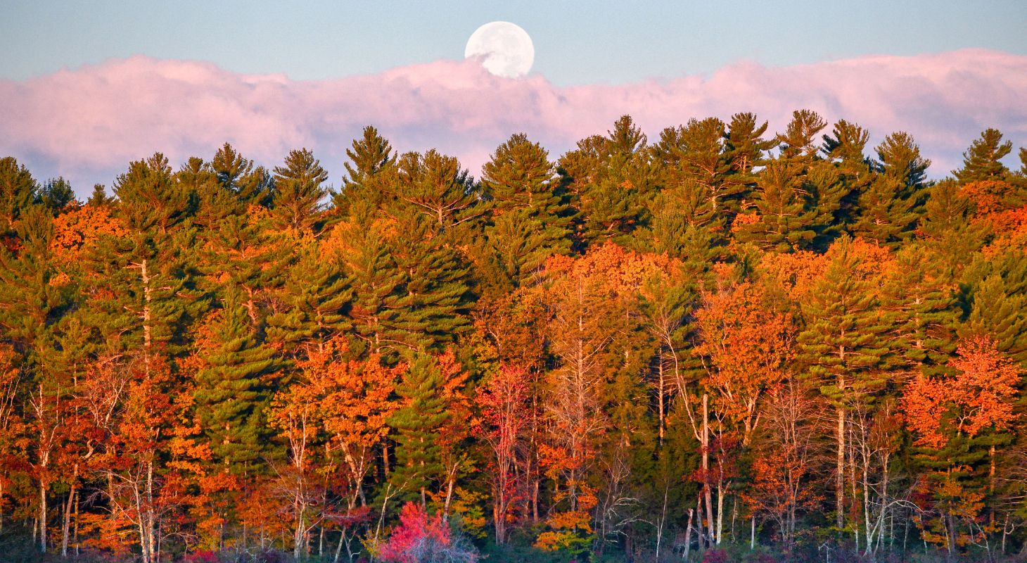Vibrant fall colored trees with pink clouds and a full moon