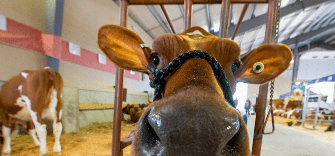 A cute cow is sticking out its head while in a barn at a fair