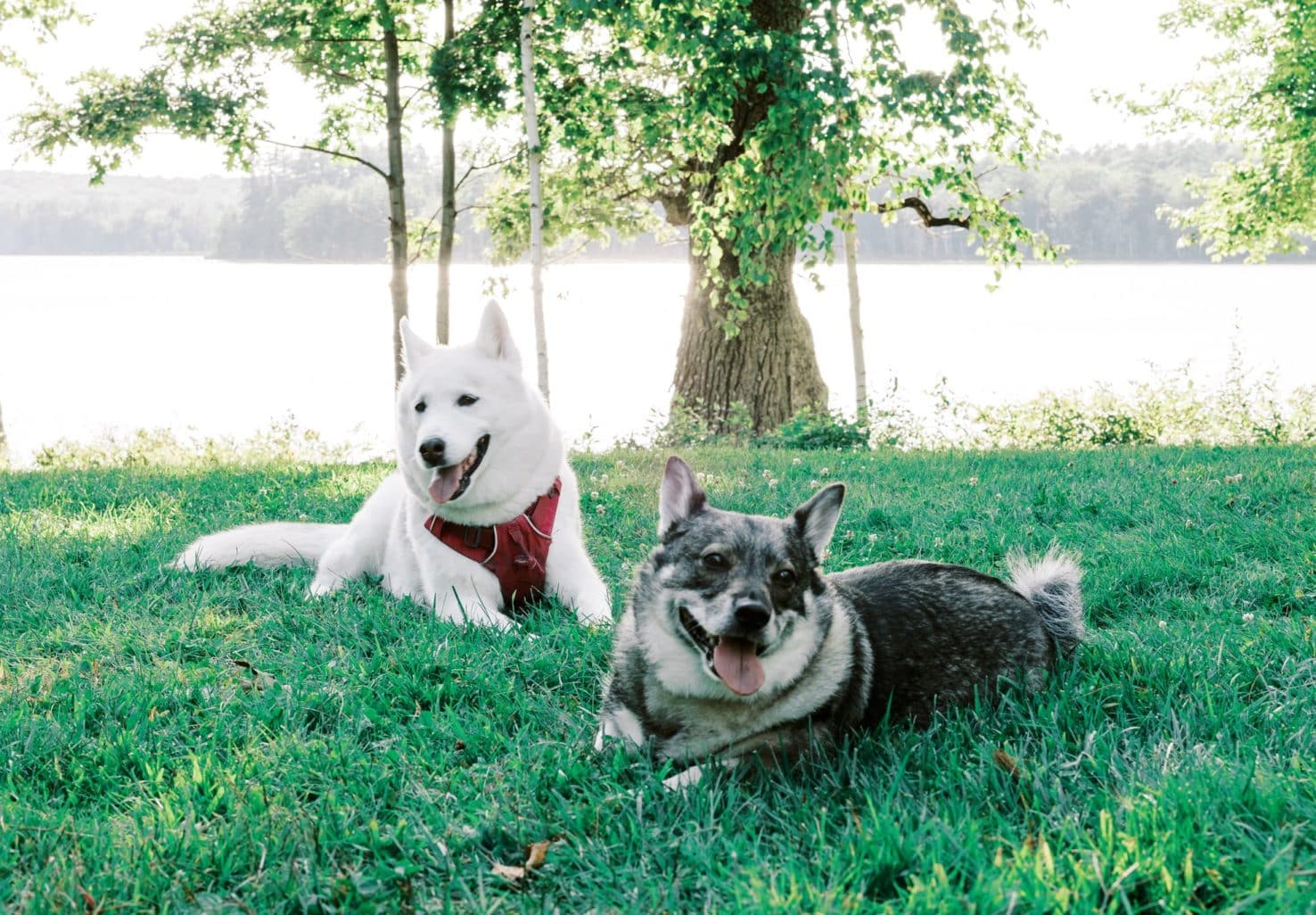 Maine Pet Friendly Lodging with Beyla and Luna