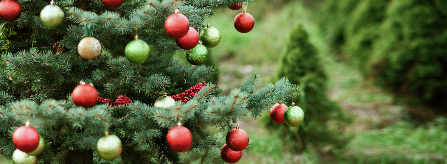 The Best Christmas Tree Farms in Maine | Wolf Cove Inn